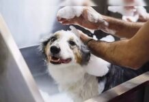 What is the best shampoo for a dog with allergies? best shampoo for a dog