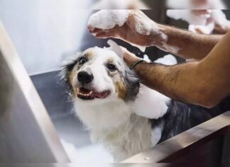 What is the best shampoo for a dog with allergies? best shampoo for a dog
